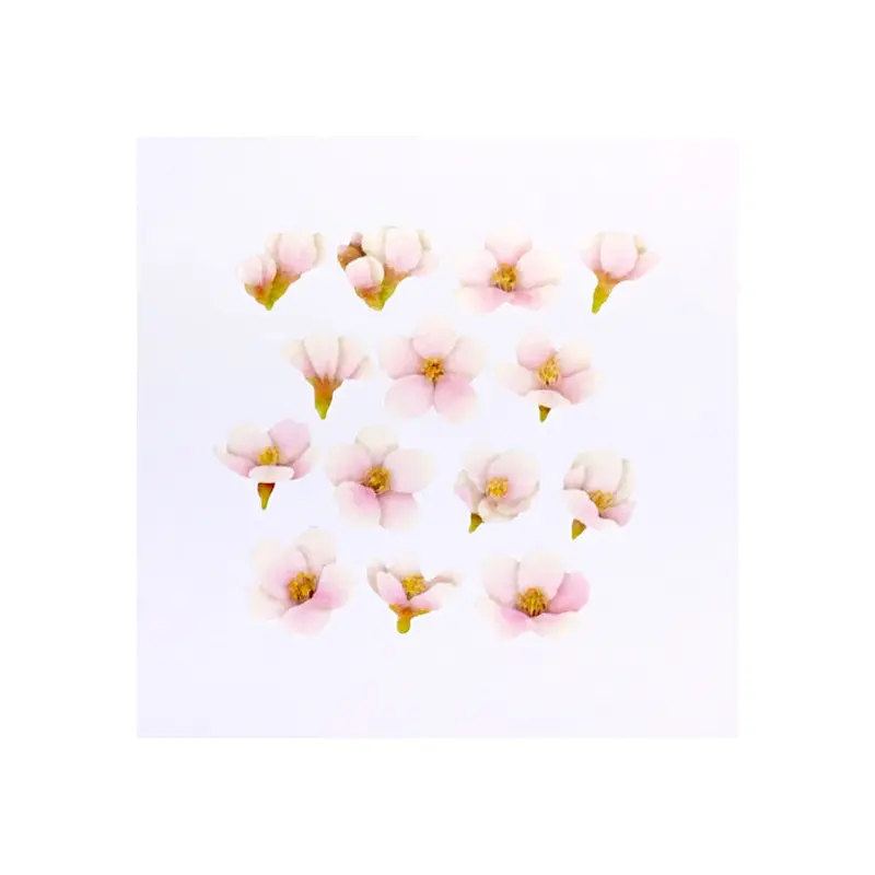 Bande Yoshino Cherry