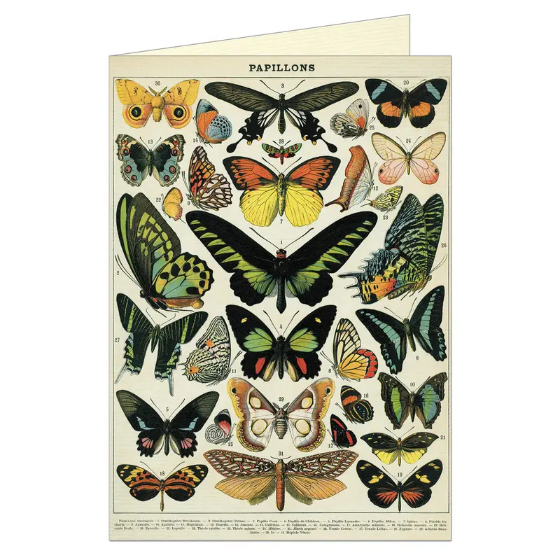 Butterflies - Greeting Card