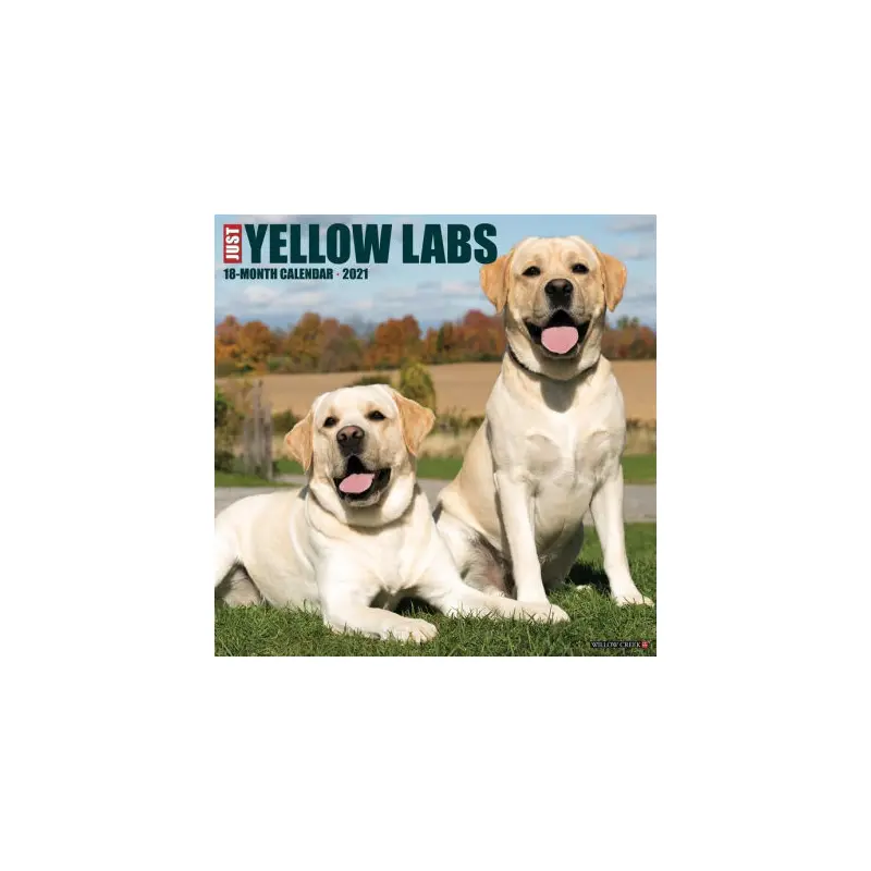 YELLOW LABS 2021 WALL CALENDAR -