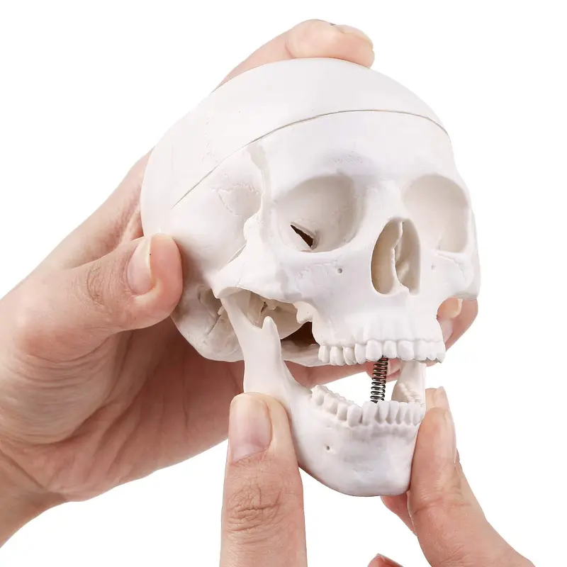 EDUCATIONAL ITEM-SCULL SMALL-407-8