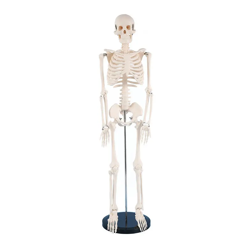 EDUCATIONAL ITEM-SKELETON-407-7